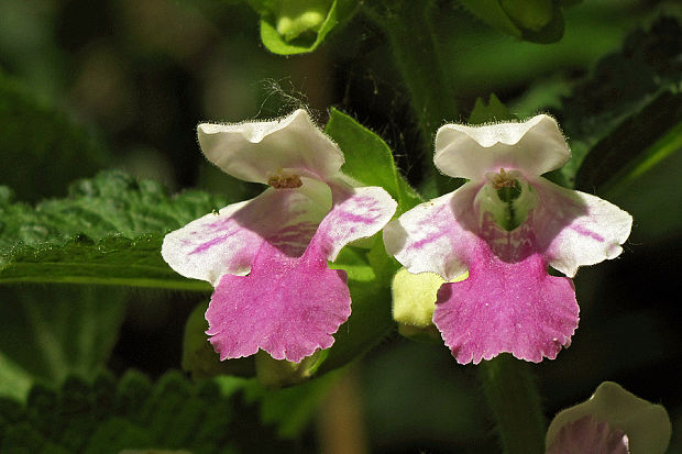 medúnka medovkolistá Melittis melissophyllum L.