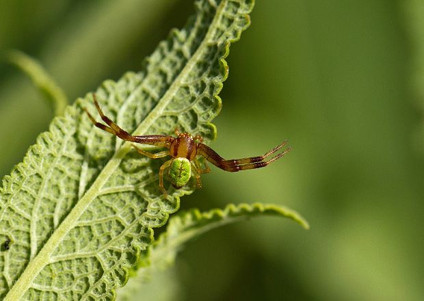 bežník listový Misumenops tricuspidatus