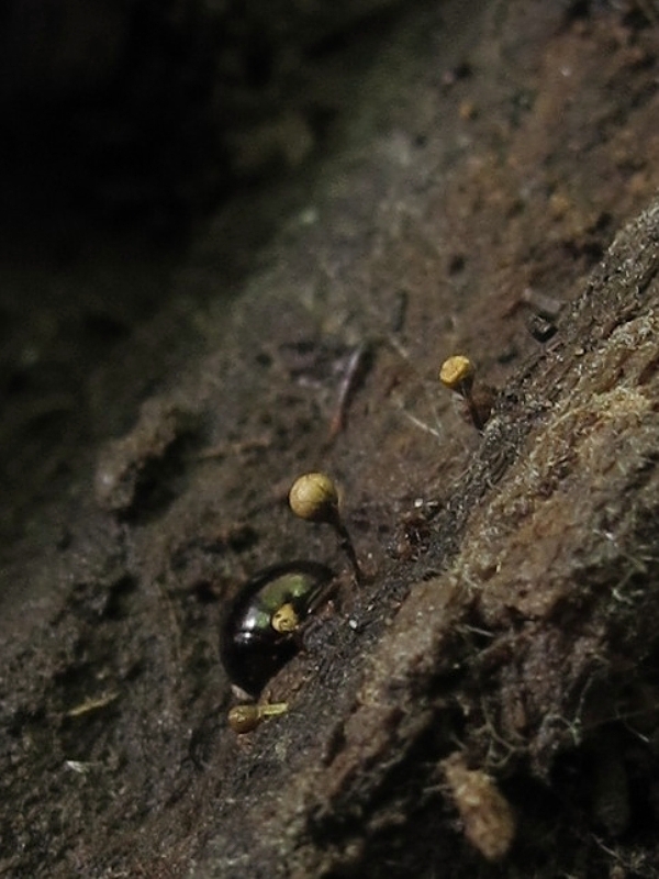 slizovka Myxomycetes