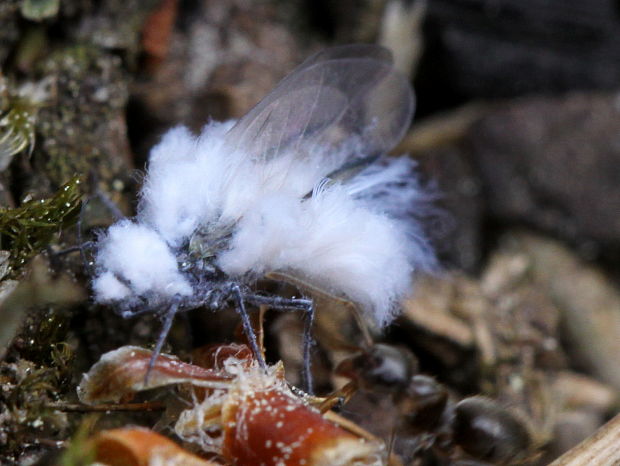 stromovnice buková (cz) Phyllaphis fagi (Linnaeus, 1767)