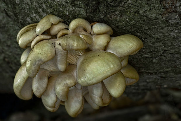 hliva buková Pleurotus pulmonarius (Fr.) Quél.