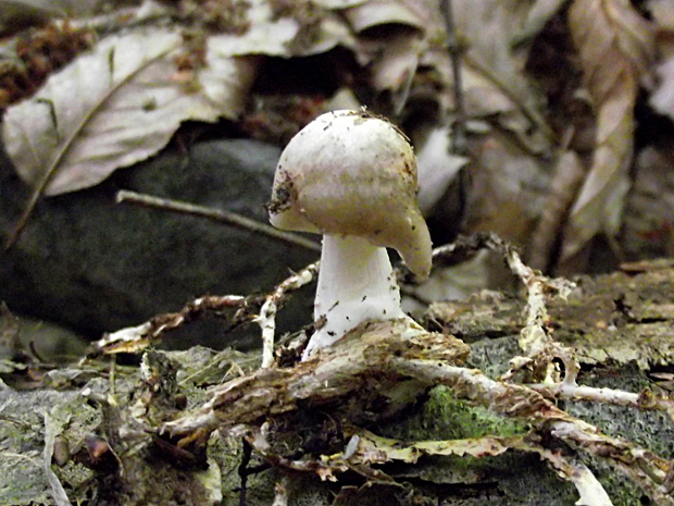 štítovka Pluteus sp.