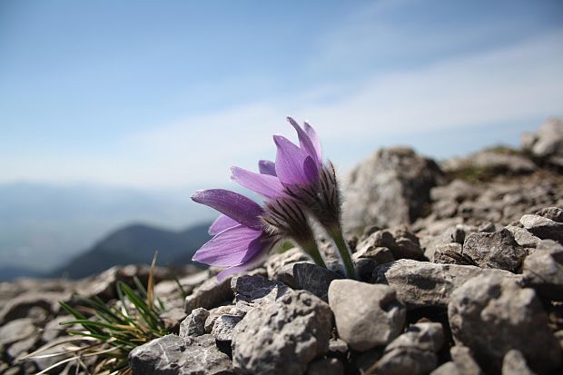 poniklec slovenský Pulsatilla slavica Reuss