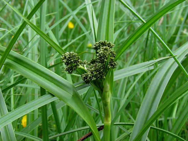 škripina lesná Scirpus sylvaticus L.