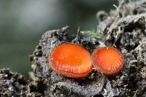 štítovnička Scutellinia sp.