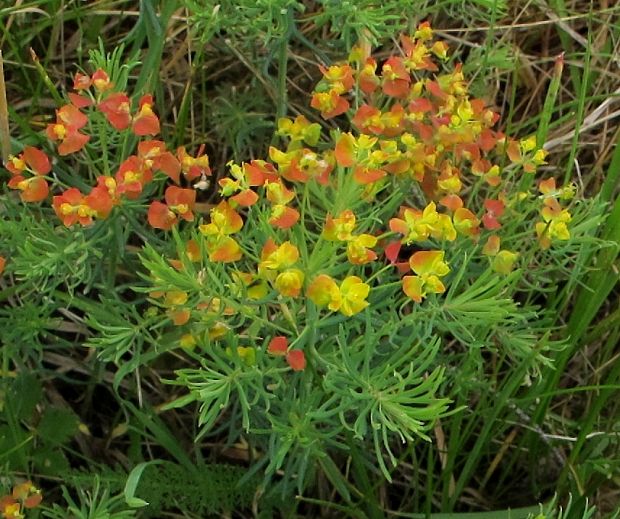 mliečnik chvojkový Tithymalus cyparissias (L.) Scop.