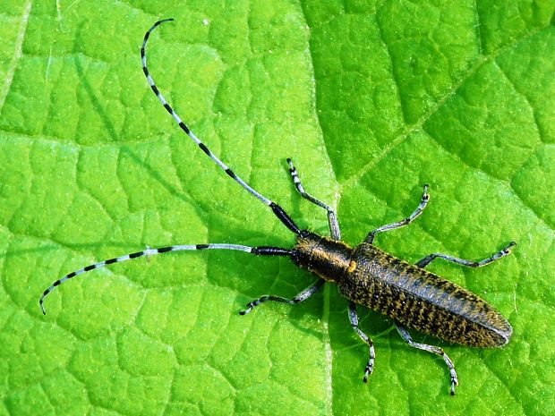 vrzúnik úzkoštíty Agapanthia villosoviridescens