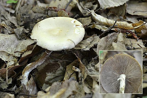 poľnička včasná Agrocybe praecox (Pers.) Fayod