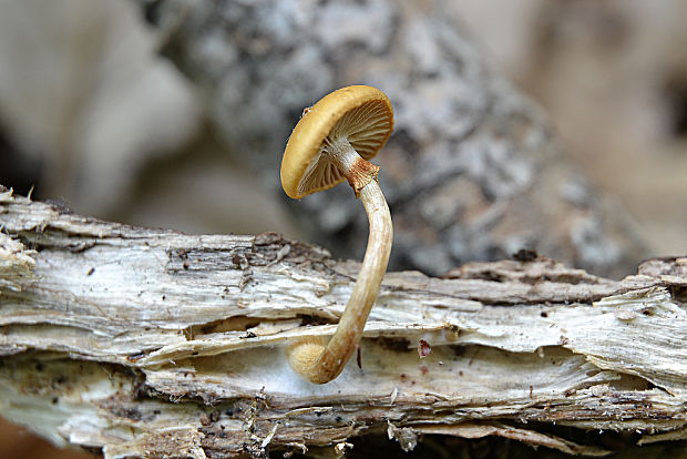 poľnička včasná Agrocybe praecox (Pers.) Fayod