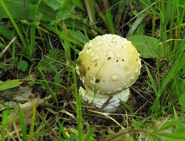 muchotrávka tigrovaná Amanita pantherina (DC.) Krombh.