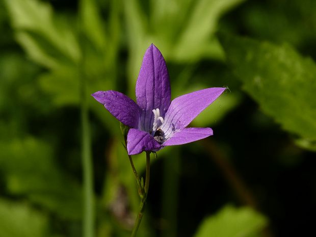 zvonček konáristý Campanula patula L.