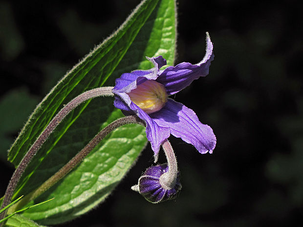 plamienok celistvolistý Clematis integrifolia L.