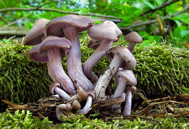 strmuľka Clitocybe sp.