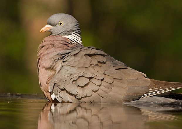 holub hrivnák Columba palumbus