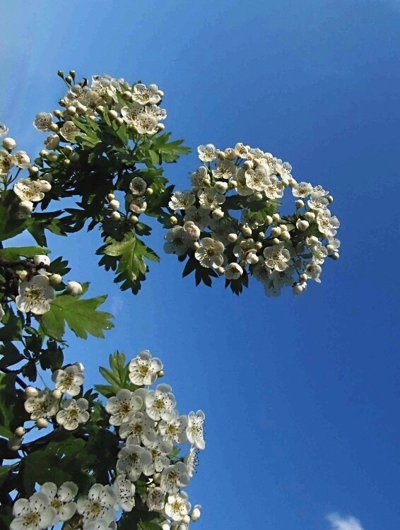 hloh jednosemenný Crataegus monogyna Jacq.