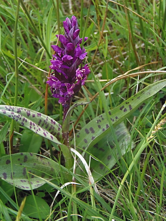 vstavačovec májový pravý Dactylorhiza majalis subsp. majalis (Reincherb.) Hunt & Summerh.