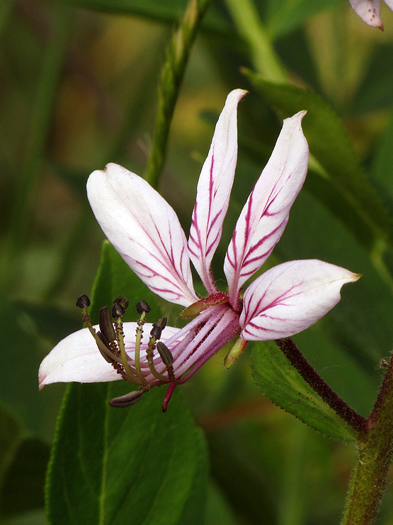 jasenec biely Dictamnus albus L.