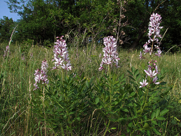 jasenec biely Dictamnus albus L.