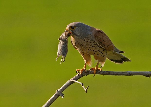 sokol myšiar Falco tinnunculus