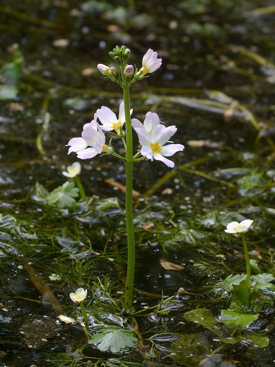 perutník močiarny Hottonia palustris L.