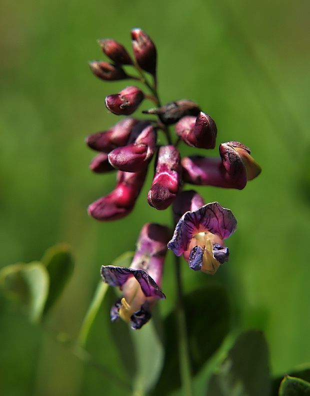 hrachor? Lathyrus sp.