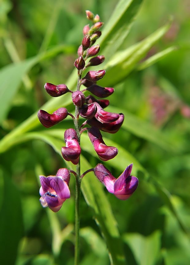 hrachor? Lathyrus sp.