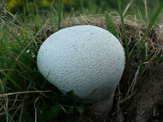 rozpadavec dlabaný? Lycoperdon utriforme Bull.