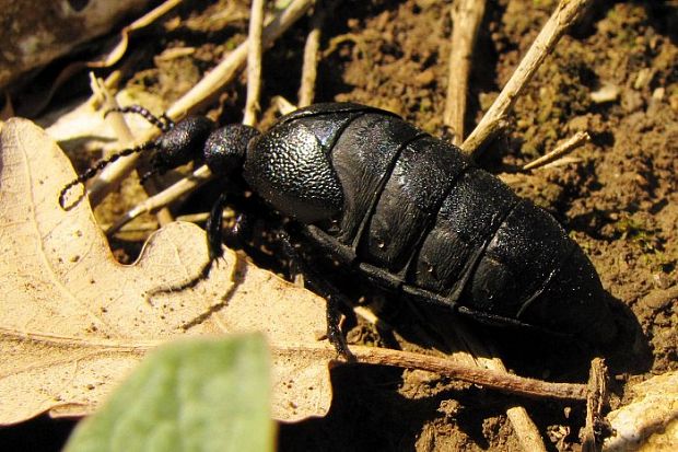 májka obyčajná  Meloe proscarabaeus