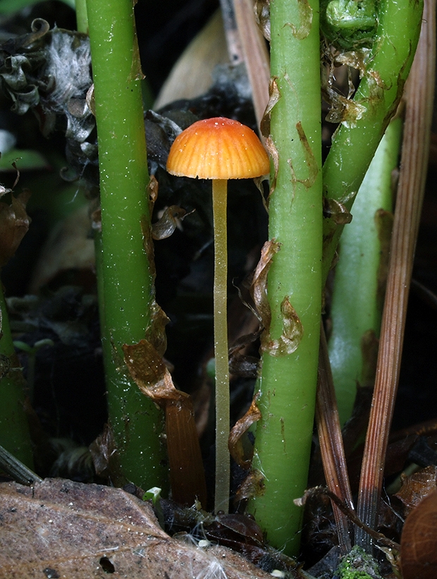 prilbička ihličková Mycena acicula (Schaeff.) P. Kumm.