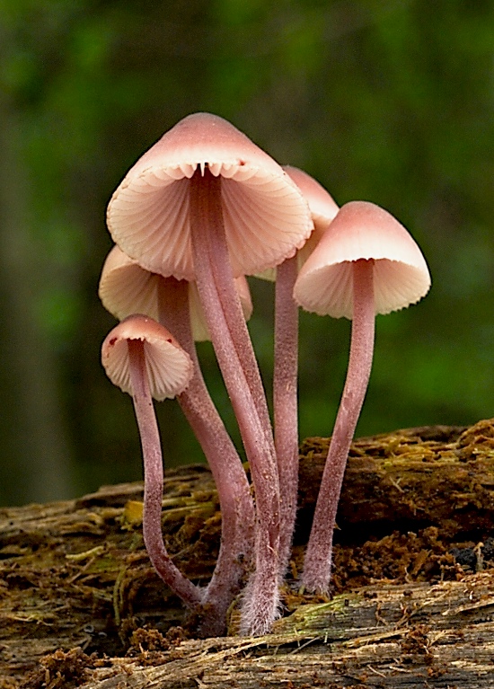 prilbička krvavomliečna Mycena haematopus (Pers.) P. Kumm.