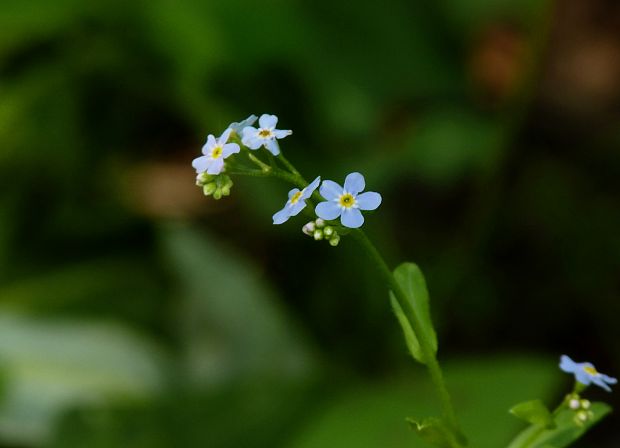 nezábudka Myosotis sp.