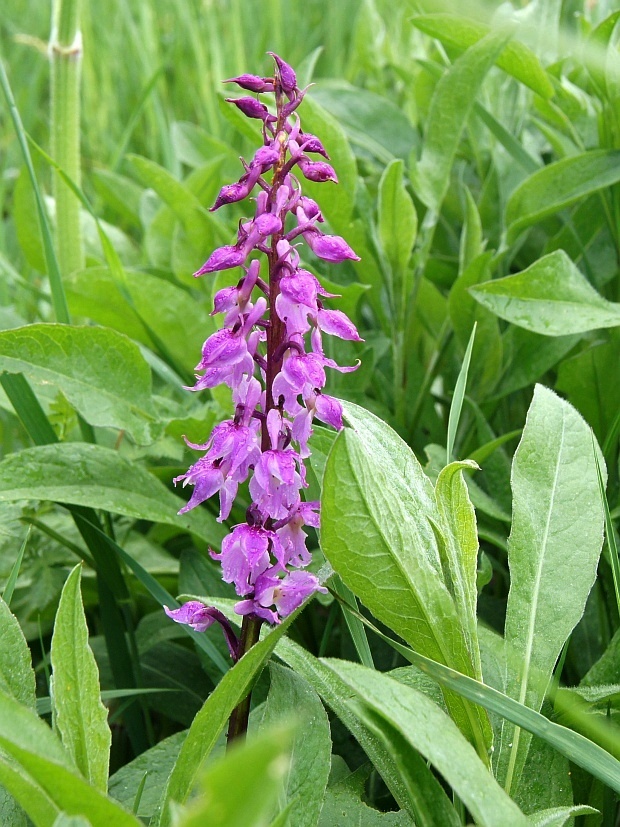 vstavač mužský poznačený Orchis mascula subsp. signifera (Vest) Soó