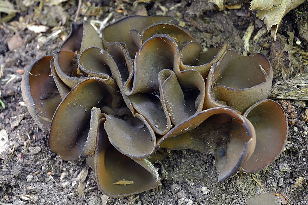 čiaška podvojná Phylloscypha phyllogena (Cooke) Van Vooren