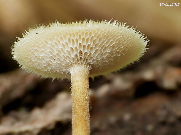 trúdnik Polyporus sp.