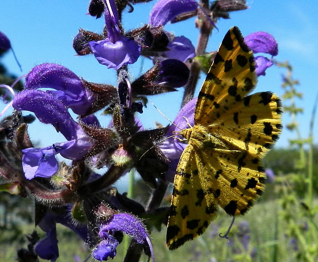 listnatka hluchavková  Pseudopanthera macularia