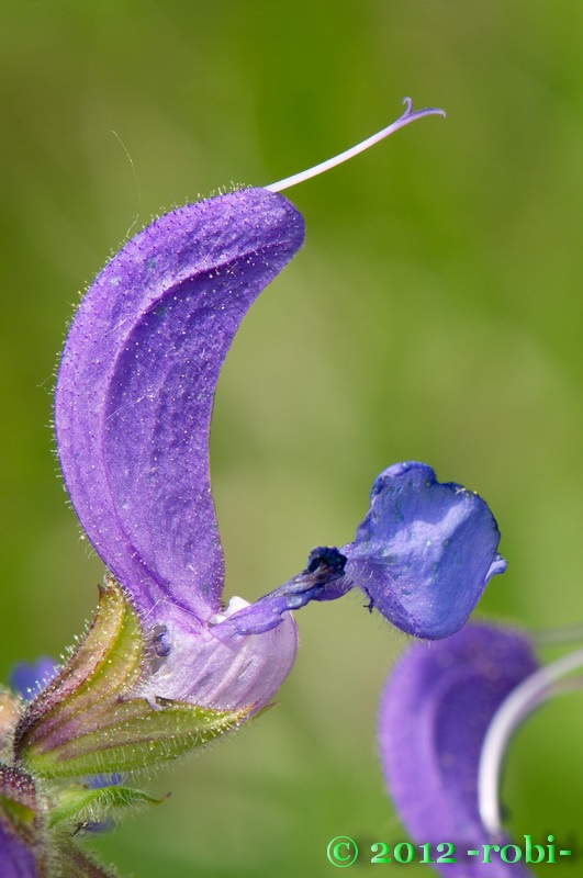 šalvia lúčna Salvia pratensis L.