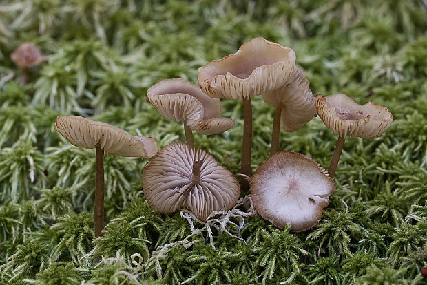 sivolupeňovka ? Tephrocybe palustris (Peck) Donk