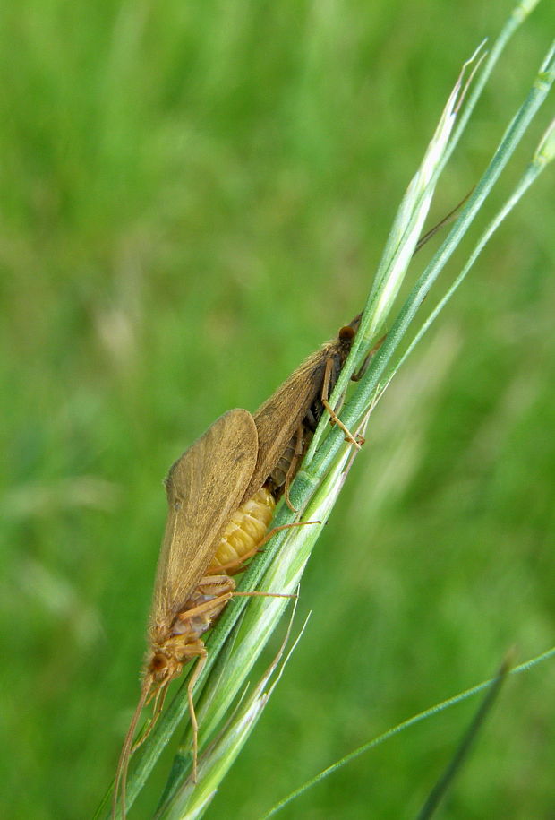 potočník Trichoptera