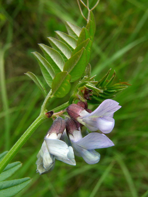 vika plotná Vicia sepium L.