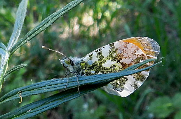 mlynárik žeruchový Anthocharis cardamines