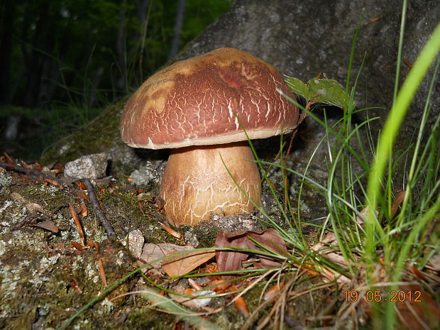 hríb sosnový Boletus pinophilus Pil. et Dermek in Pil.