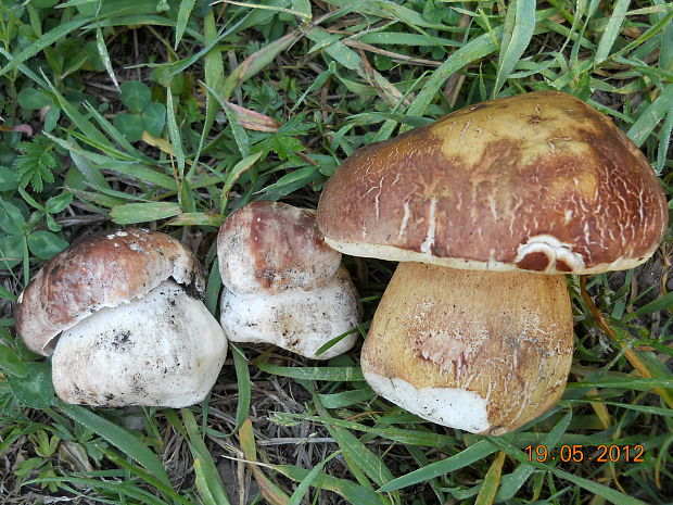 hríb sosnový Boletus pinophilus Pil. et Dermek in Pil.