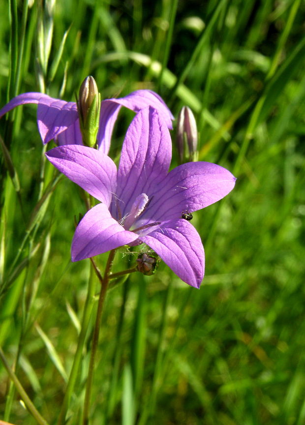 zvonček konáristý Campanula patula L.