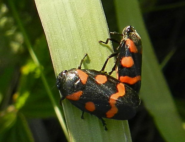 peniarka nižinná Cercopis sanguinolenta