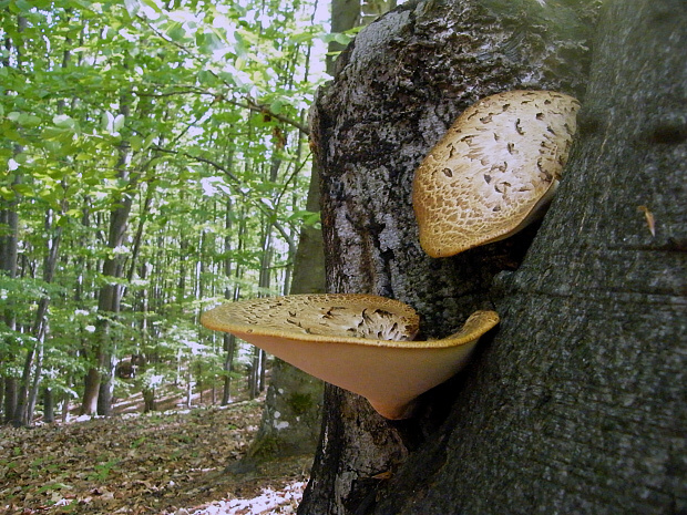 trúdnik šupinatý Cerioporus squamosus (Huds.) Quél.