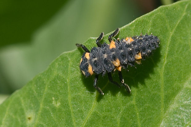 lienka sedembodková - larva Coccinella septempunctata