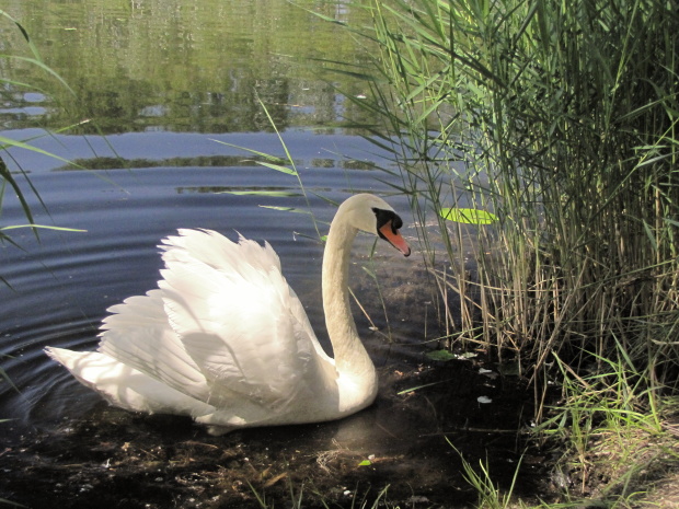 labuť hrbozobá Cygnus olor