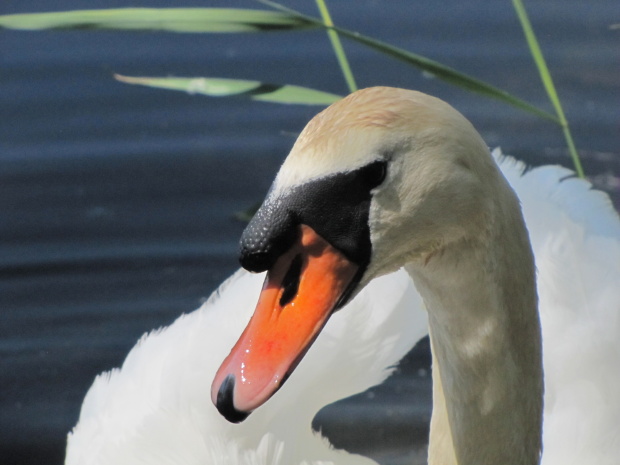 labuť hrbozobá Cygnus olor