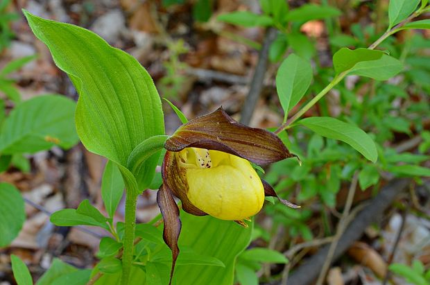 črievičník papučkový Cypripedium calceolus L.