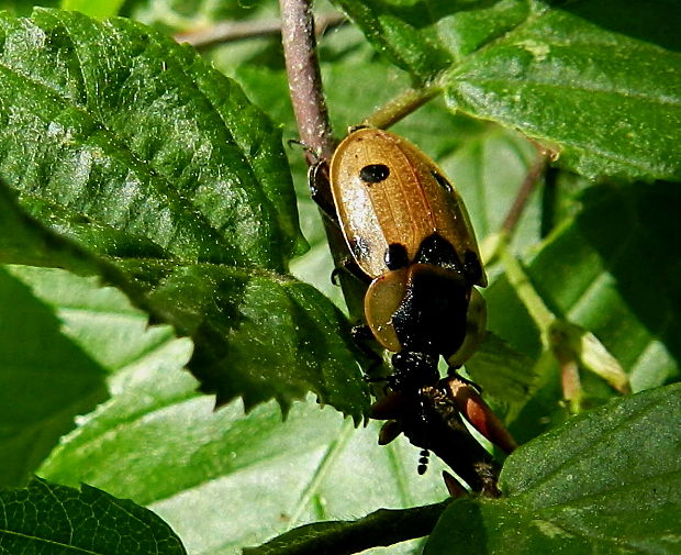 zdochlinár štvorbodkový Dendroxena quadrimaculata